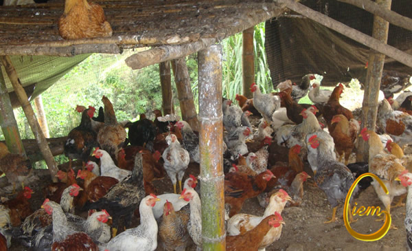 Pollos Campesinos